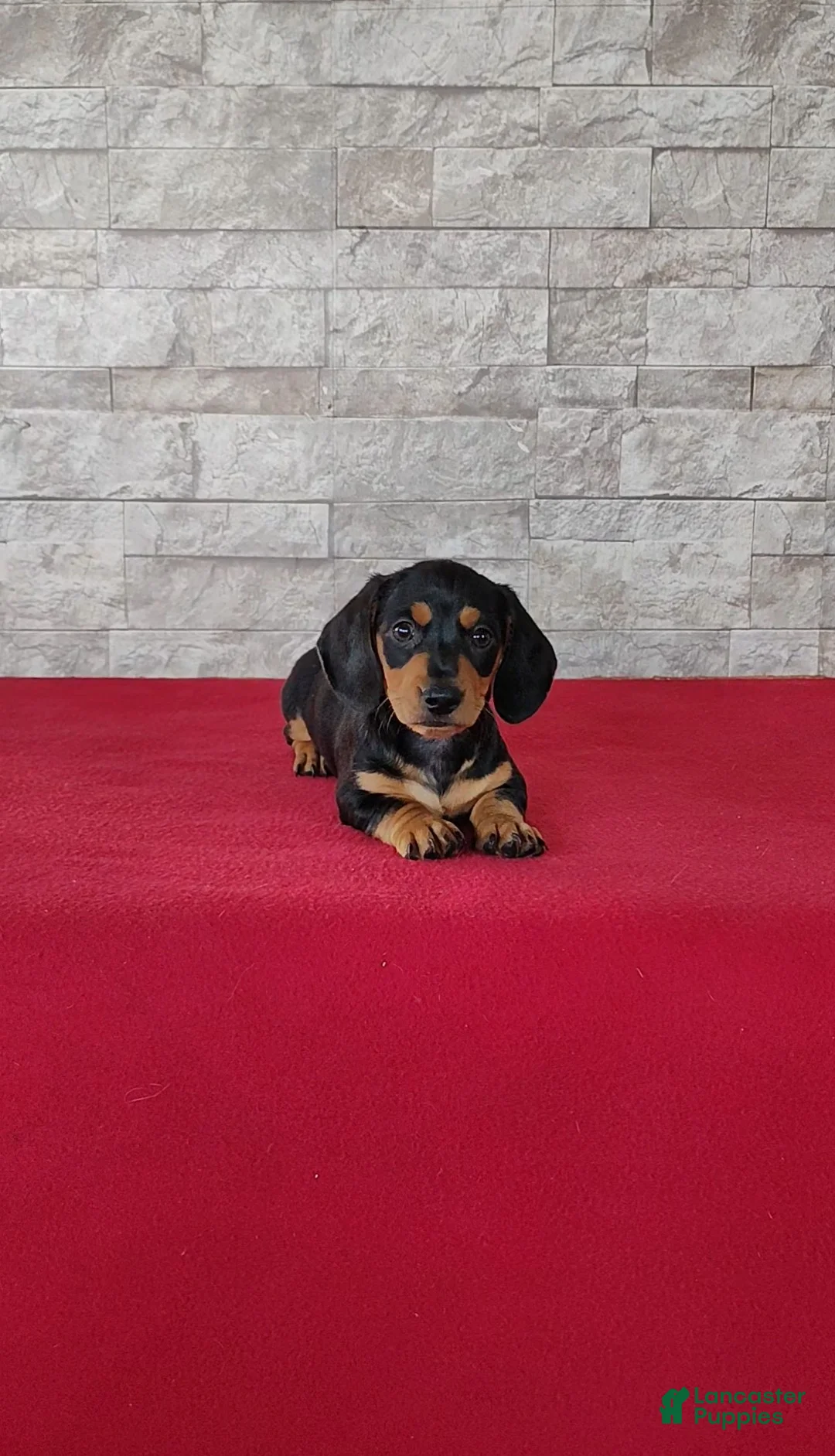 Miniature Dachshund dogs for sale: Brady - Ad 1