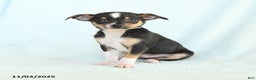 Chihuahua dogs for sale: Luke - Ad 1