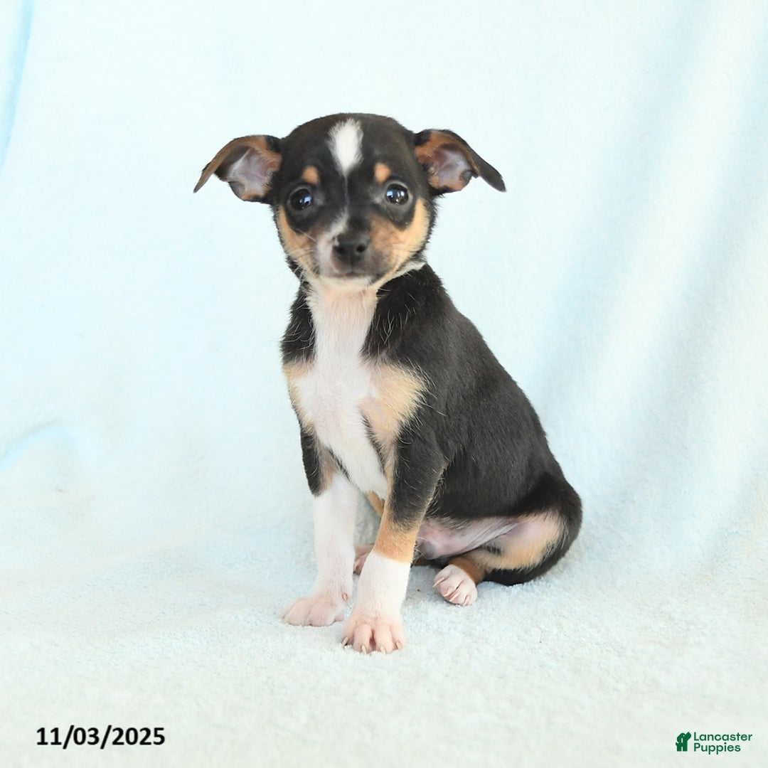 Chihuahua dogs for sale: Luke - Ad 1