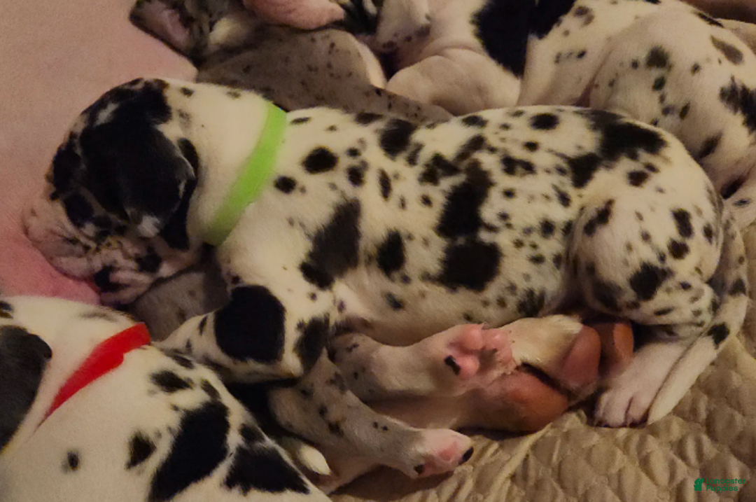 Great Dane dogs for sale: CH European Harl #1 - Ad 2