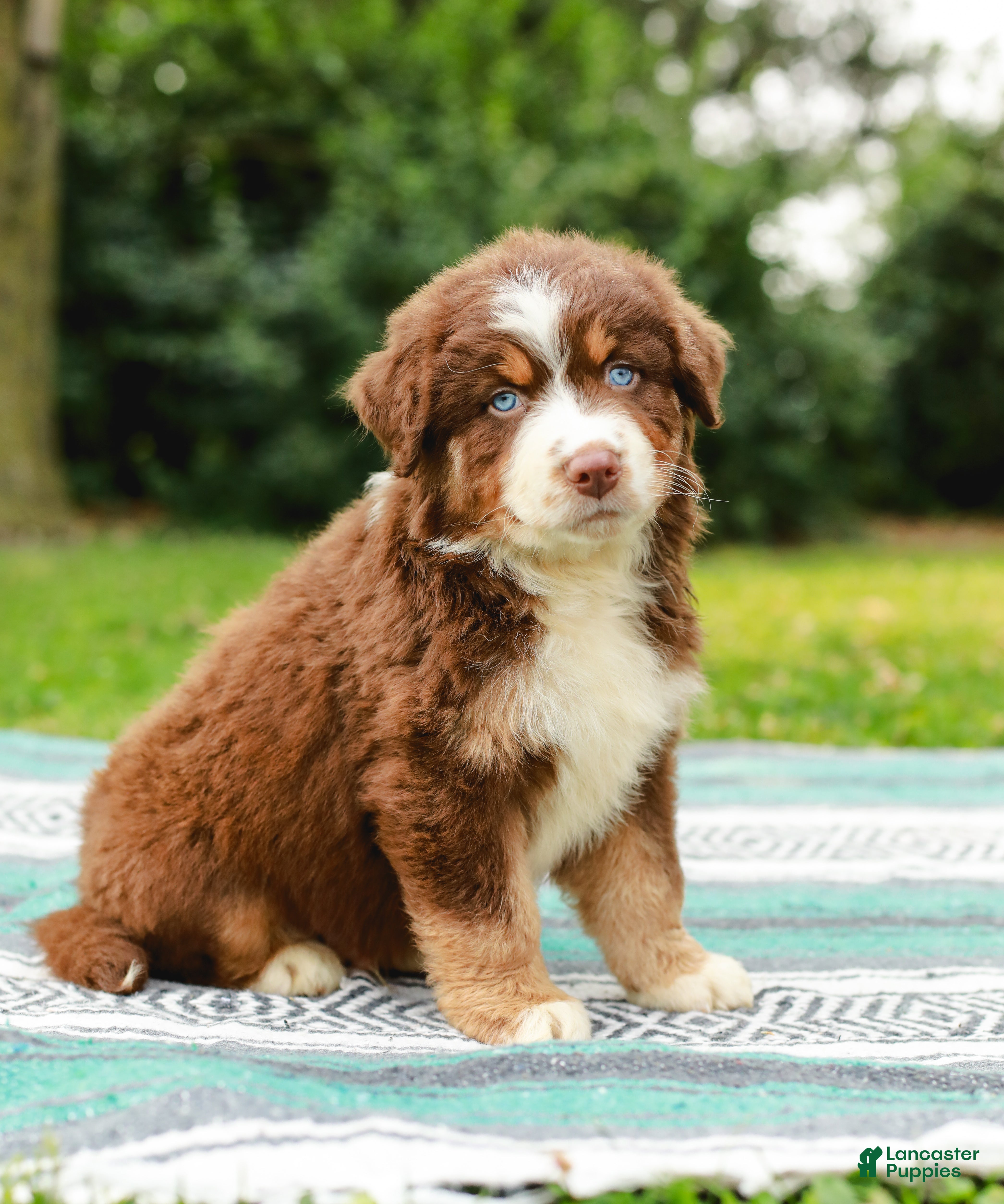 Australian Shepherd dogs Drew - Ad 1
