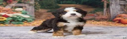 Bernedoodle dogs for sale: Keanu - Ad 4