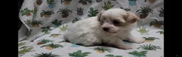Maltipoo dogs for sale: Willow - Ad 2