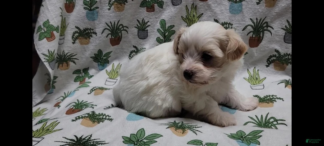 Maltipoo dogs for sale: Willow - Ad 2