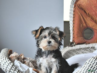 Morkie dogs Amber - Ad 16