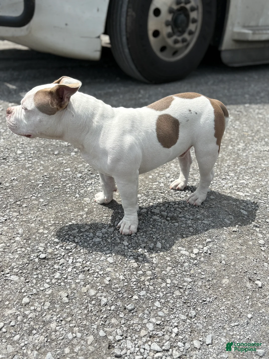 American Bully dogs for sale: American Bully Puppy 1 - Ad 4