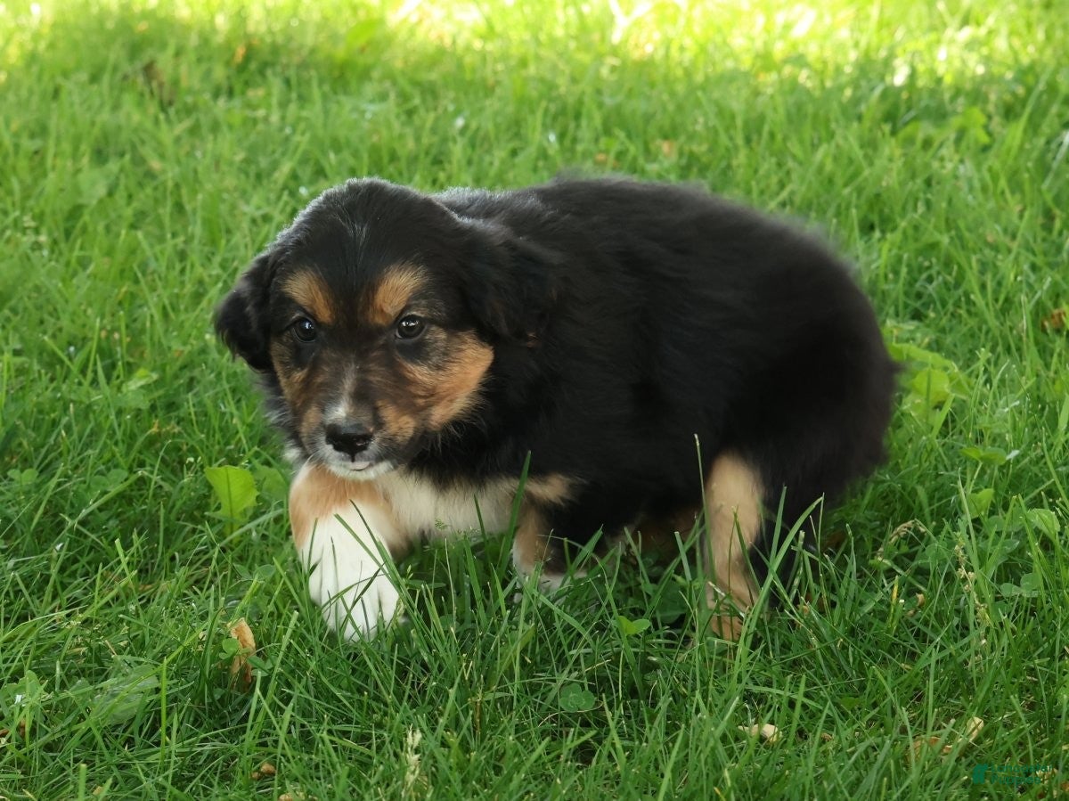 Australian Shepherd dogs Sunshine - Ad 2