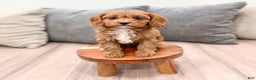 Cavapoo dogs for sale: Sophia - Ad 3
