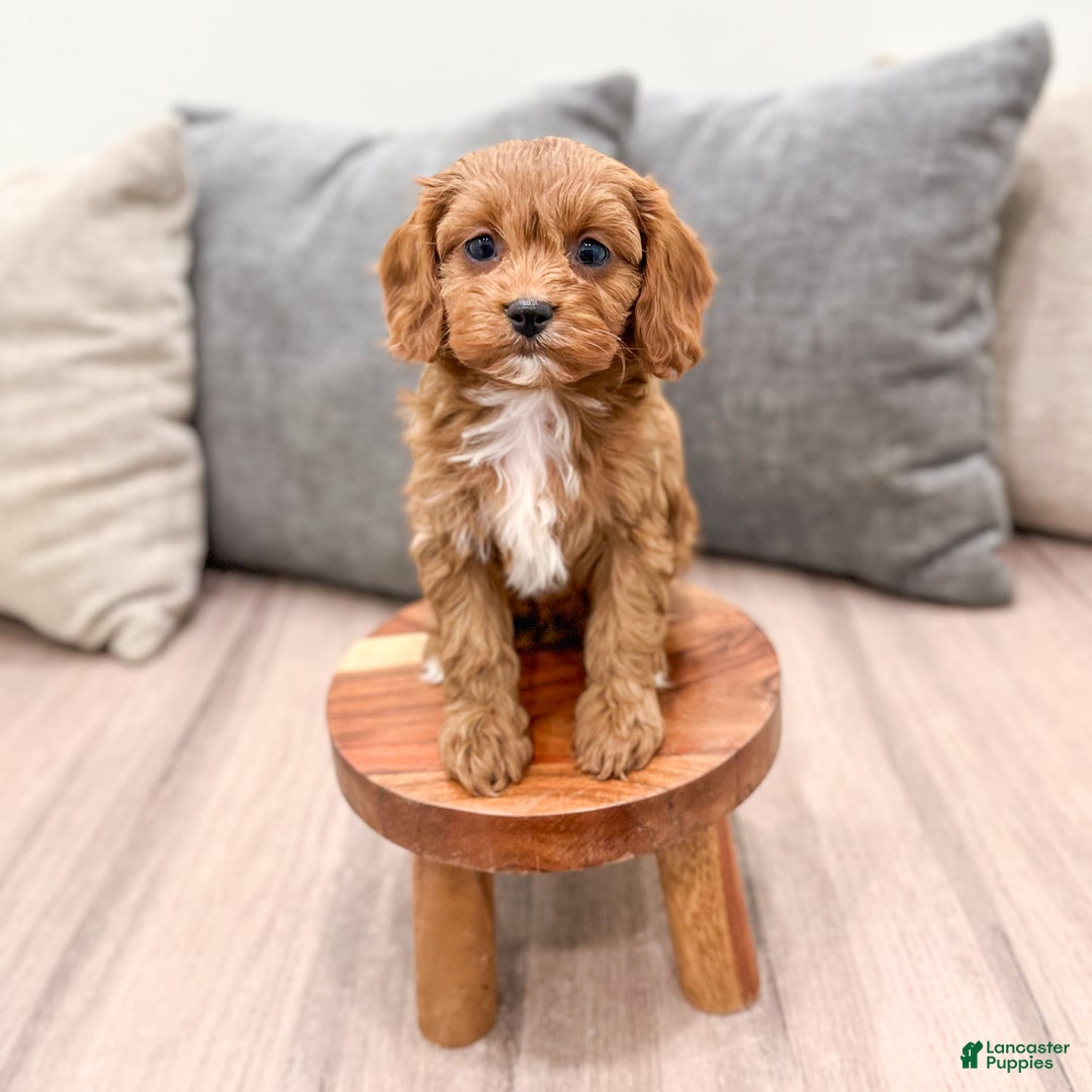Cavapoo dogs for sale: Sophia - Ad 3