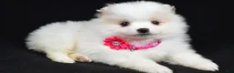 Pomeranian dogs for sale: Pansy - Ad 2