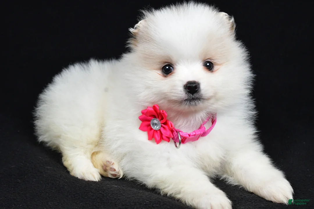 Pomeranian dogs for sale: Pansy - Ad 2