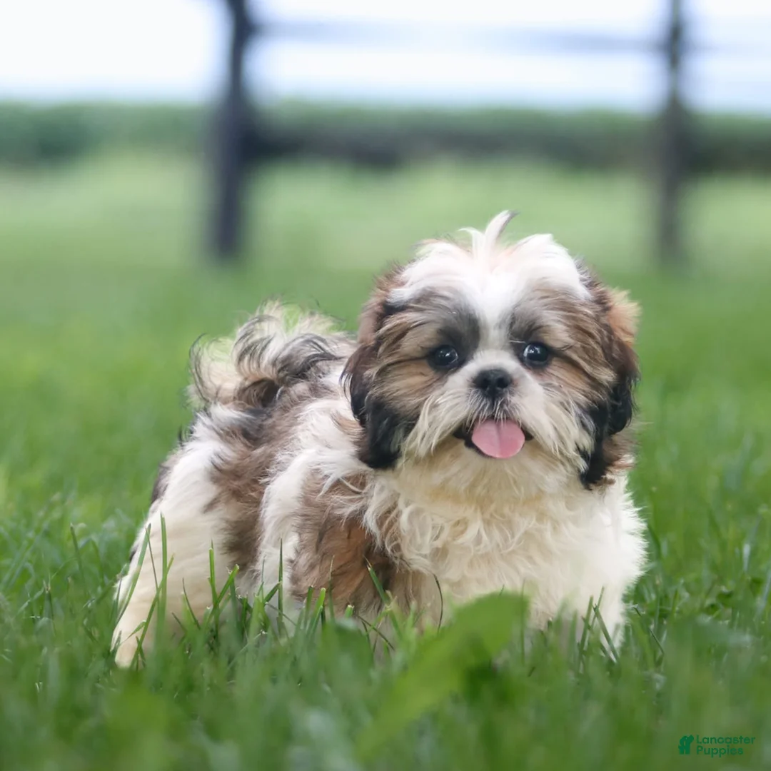 Shih Tzu dogs for sale: Cash - Ad 5