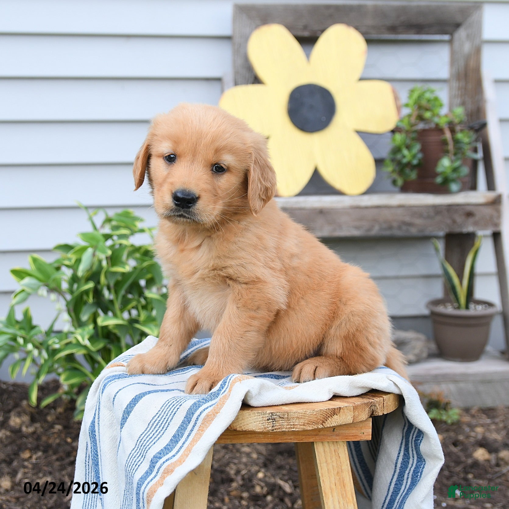 Golden Retriever dogs Scotty - Ad 1
