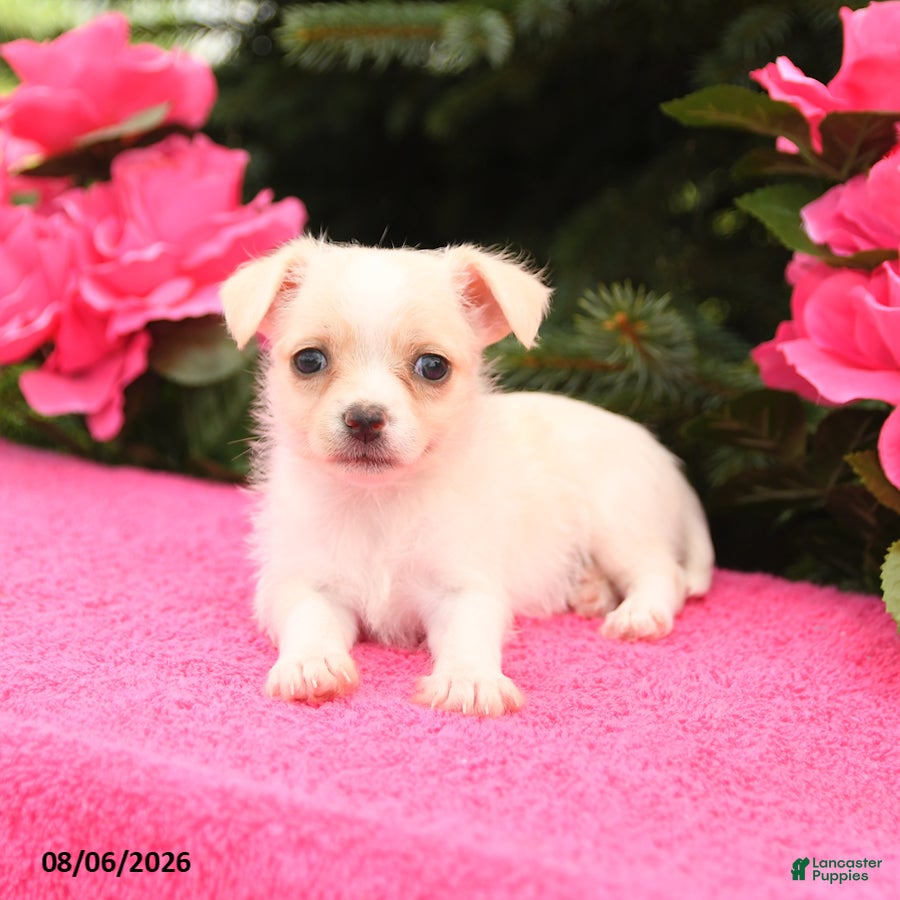 Mixed Breed dogs Fluffy - Ad 2