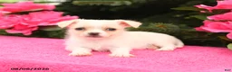 Mixed Breed dogs for sale: Fluffy - Ad 2