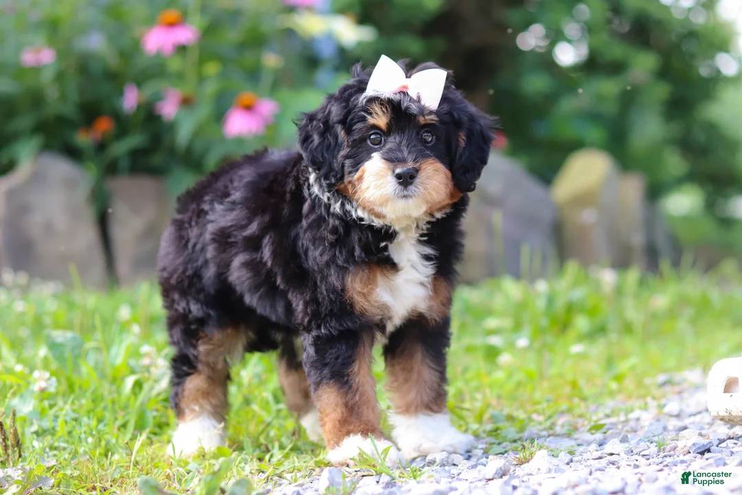 Mini Bernedoodle dogs for sale: Lotus - Ad 1