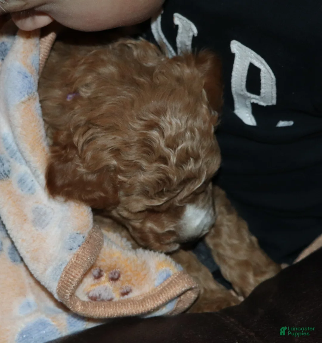 Mini Goldendoodle dogs for sale: Wendy 🌷 Genetic Clear Parents - Ad 13