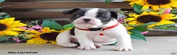 Frug dogs for sale: Jane - Ad 7