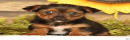 Yorkshire Terrier dogs for sale: Vivian - Ad 5