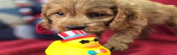 Cockapoo dogs for sale: Versace - Ad 4
