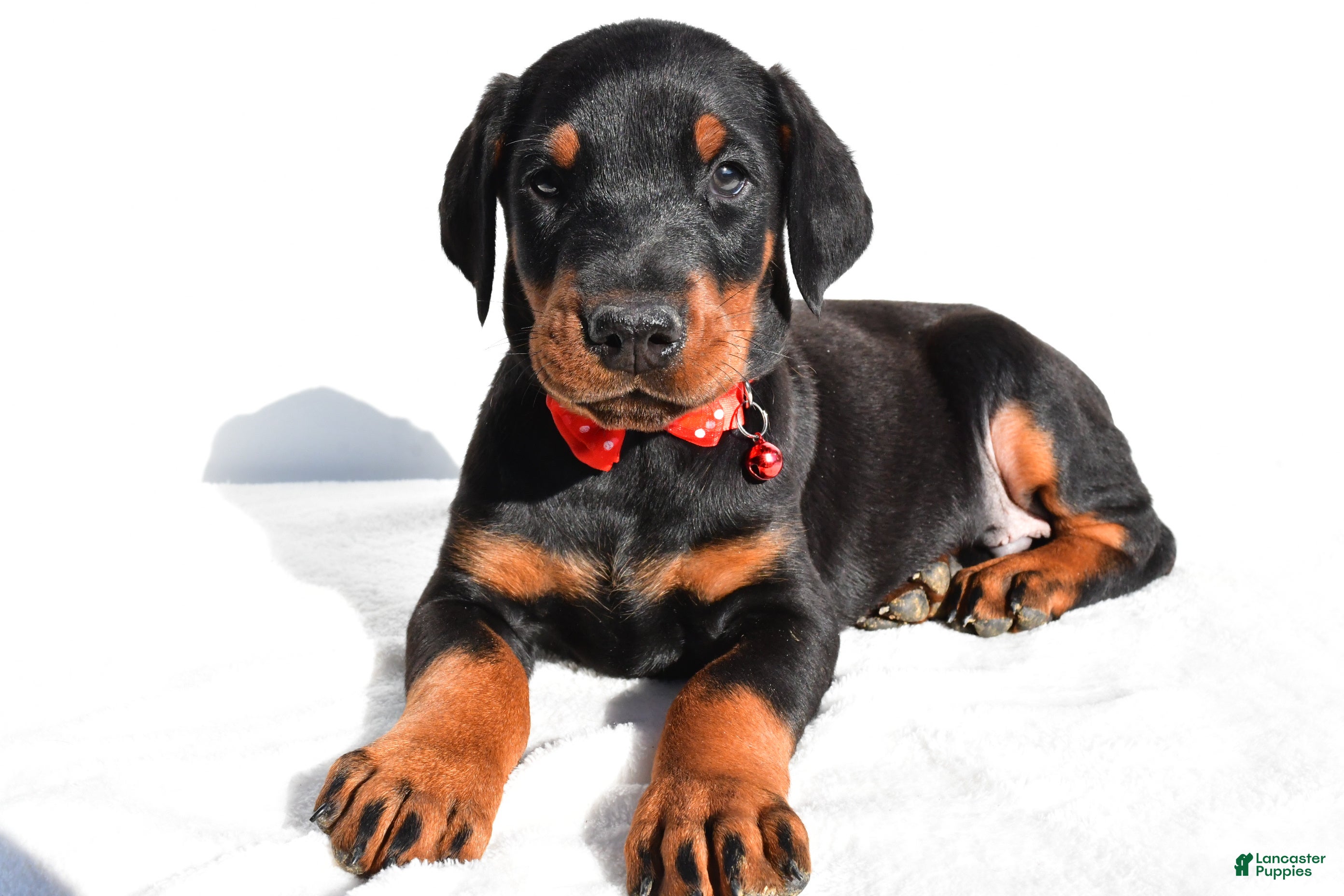 Doberman Pinscher dogs Lonnie - Ad 14
