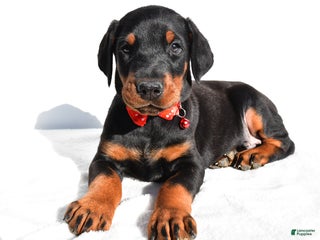 Doberman Pinscher dogs Lonnie - Ad 26