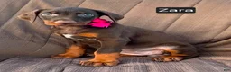 Doberman Pinscher dogs for sale: Zara - Ad 5