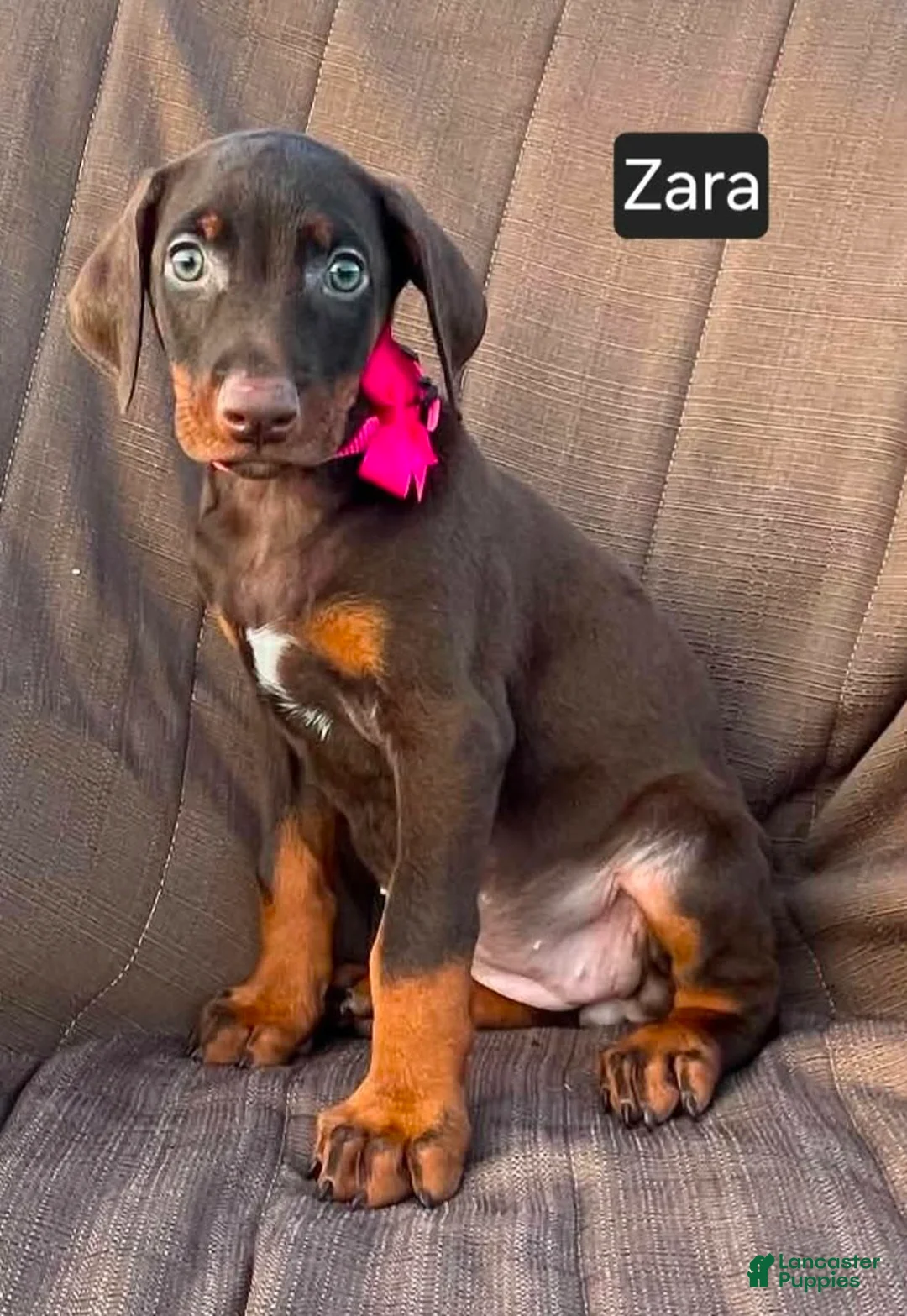 Doberman Pinscher dogs for sale: Zara - Ad 5