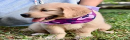 Golden Retriever dogs for sale: Pink Girl 4 - Ad 24