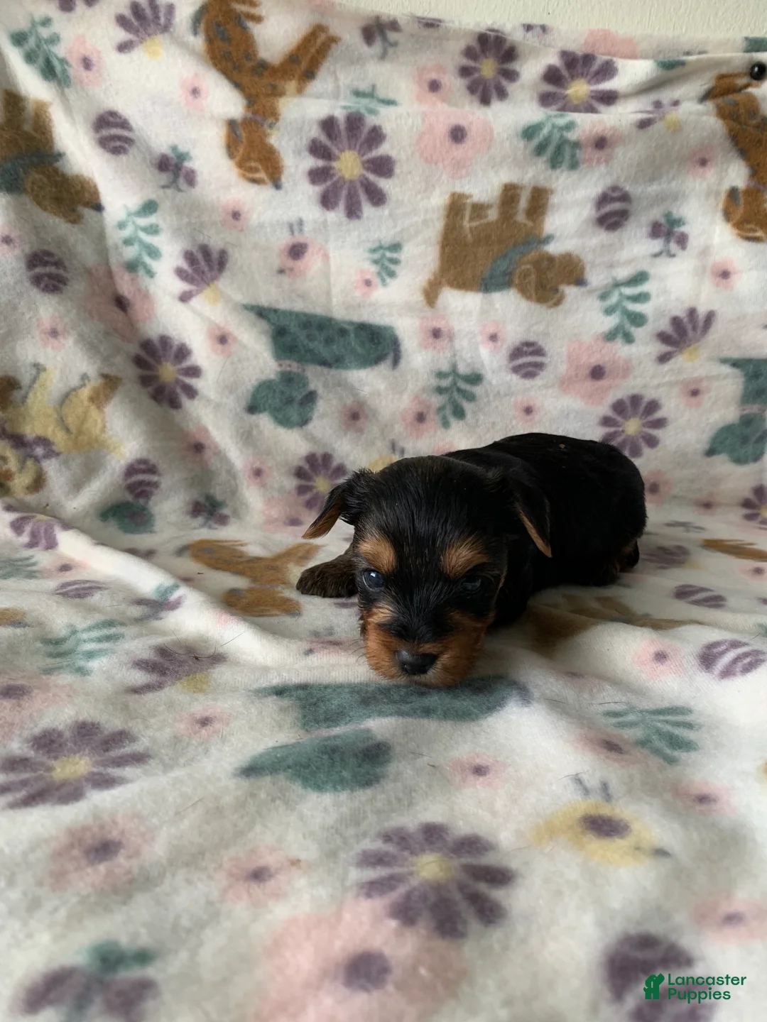 Yorkshire Terrier dogs for sale: Max - Ad 2