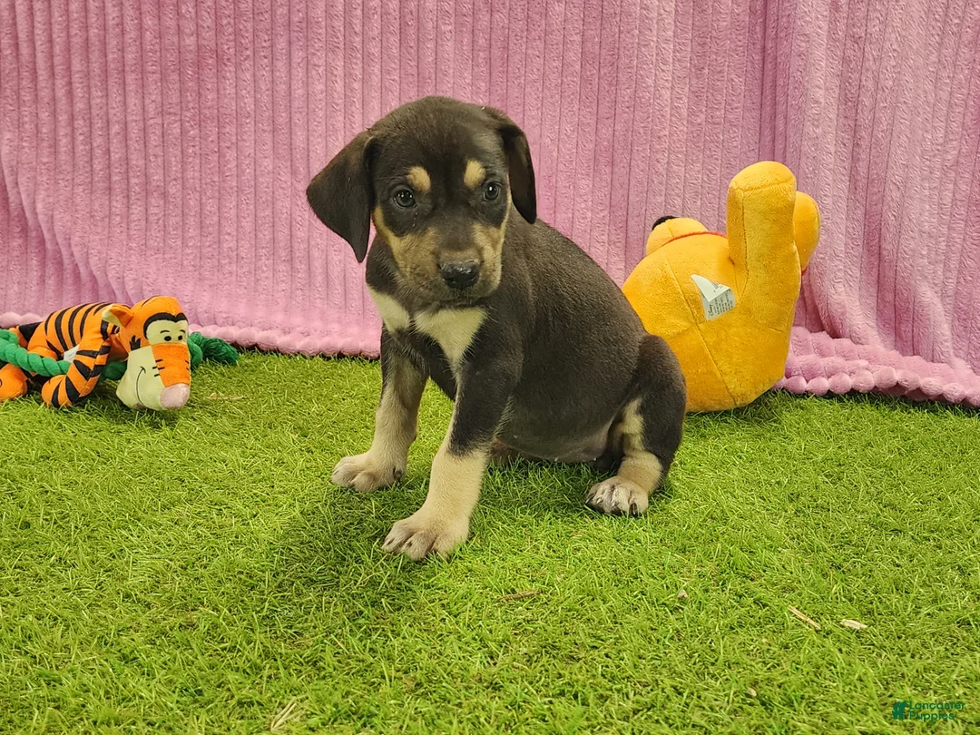 Catahoula Leopard Dog dogs for sale: Tess 2025 Female 6 - Ad 3