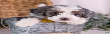 Karlo