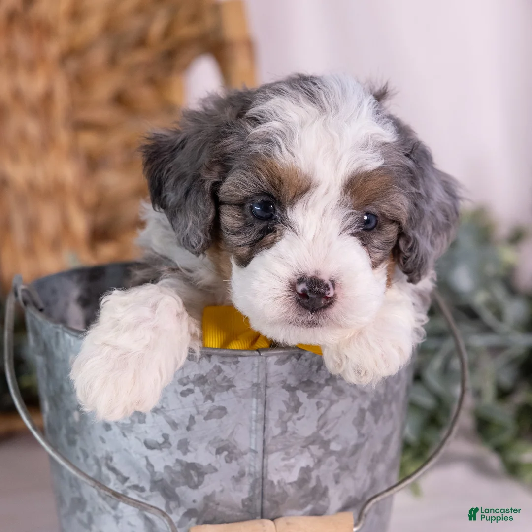 Mini Bernedoodle dogs for sale: Karlo - Ad 1