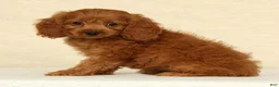 Cockapoo dogs for sale: Autumn - Ad 3