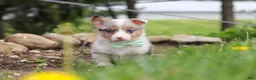 Welsh Corgi Pembroke dogs for sale: Frankie - Ad 3