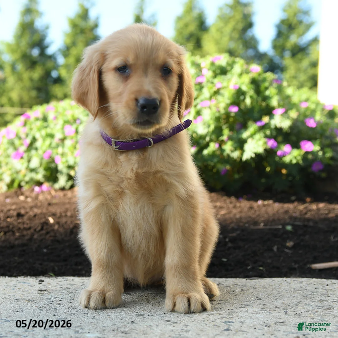 Golden Retriever dogs for sale: Haley - Ad 1