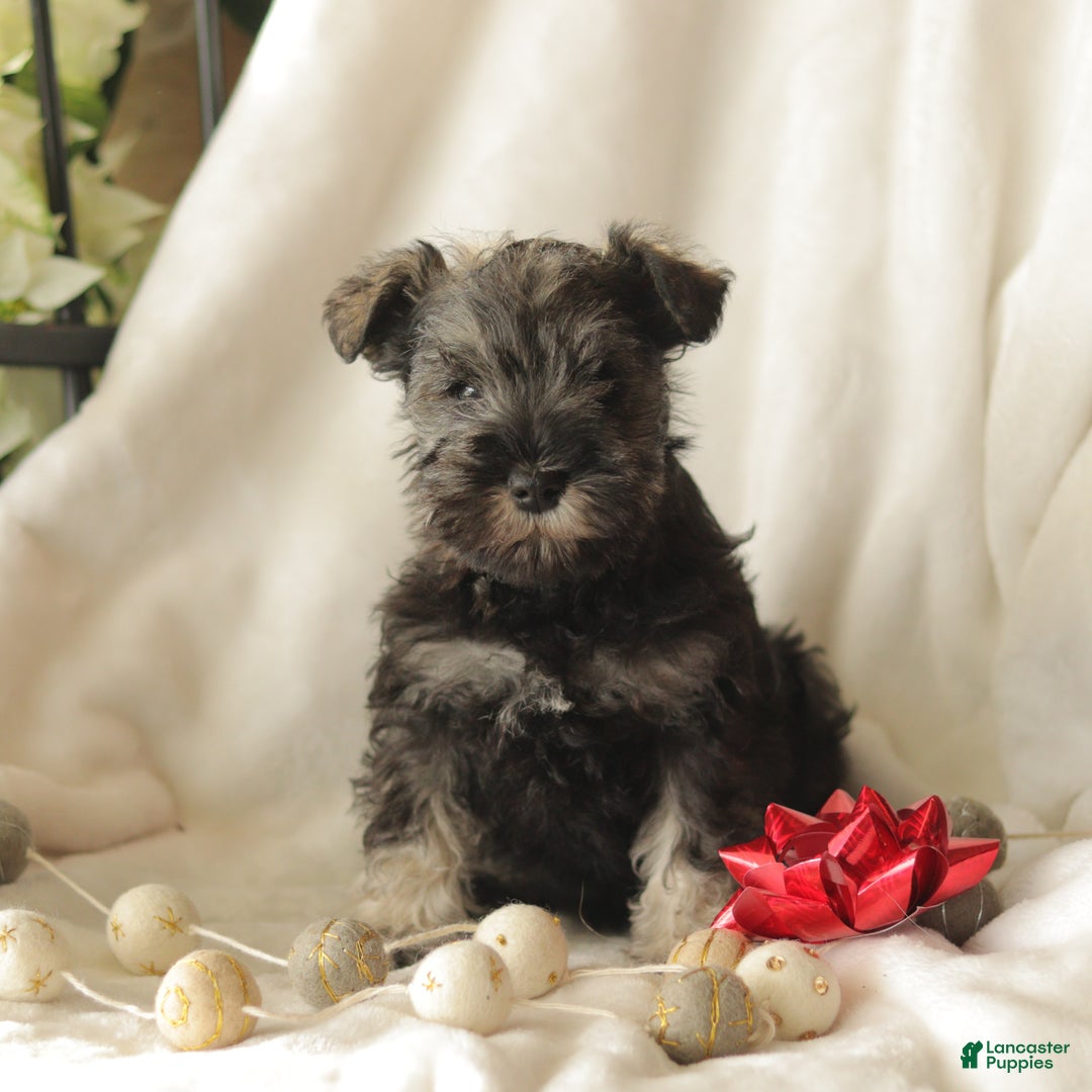 Miniature Schnauzer dogs for sale: Morty - Ad 1