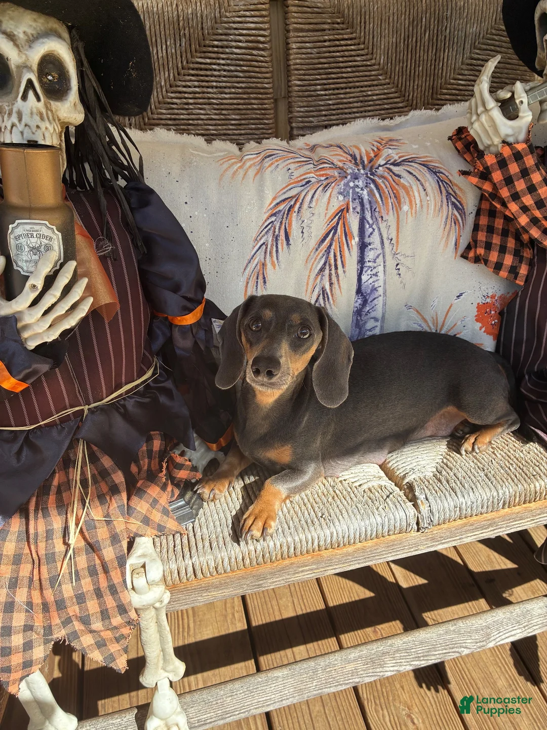 Miniature Dachshund dogs for sale: Diebels  - Ad 2