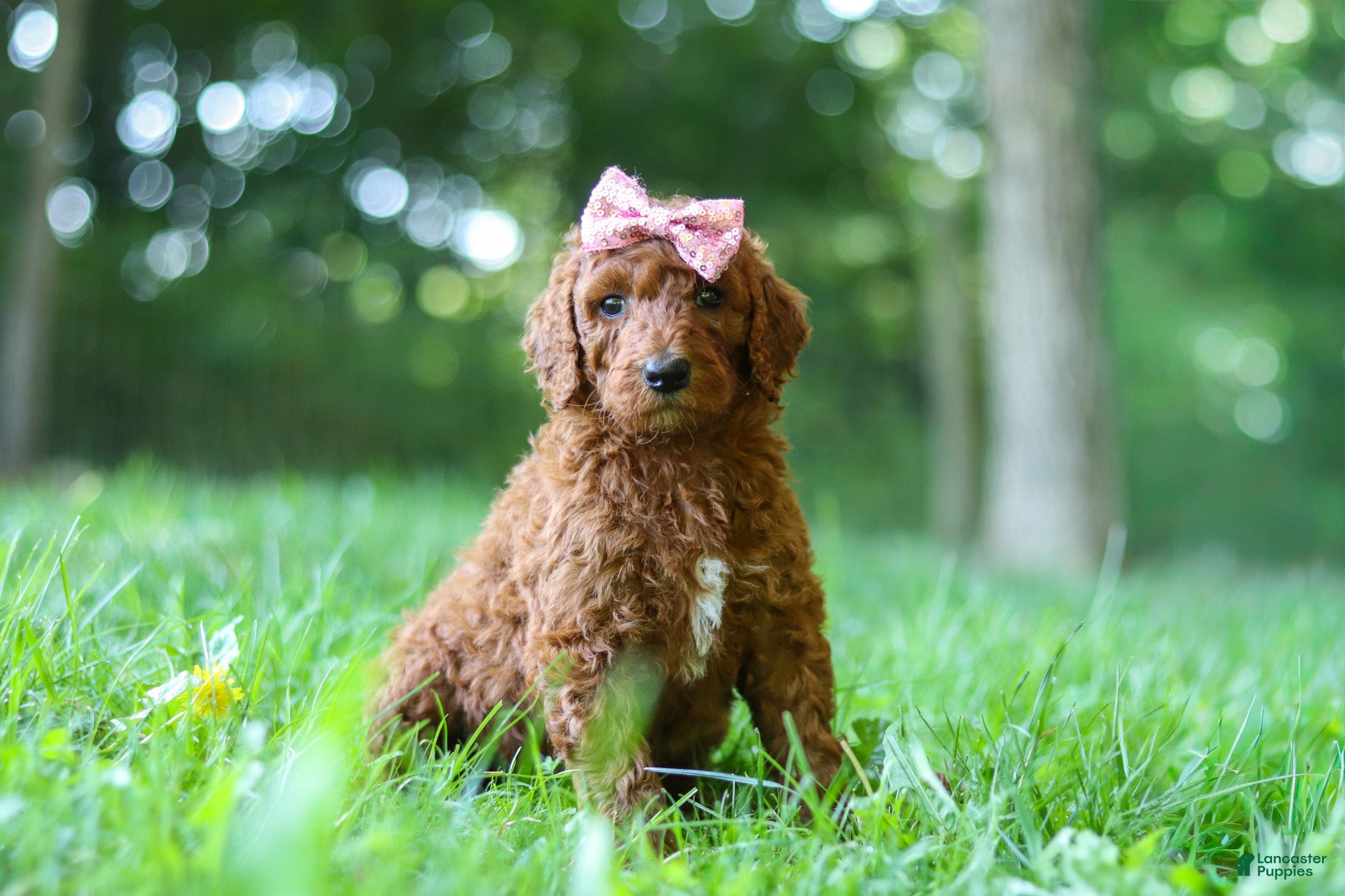 Standard Poodle dogs Autumn - Ad 2