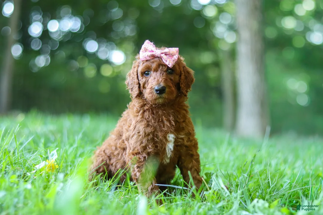 Standard Poodle dogs for sale: Autumn - Ad 2