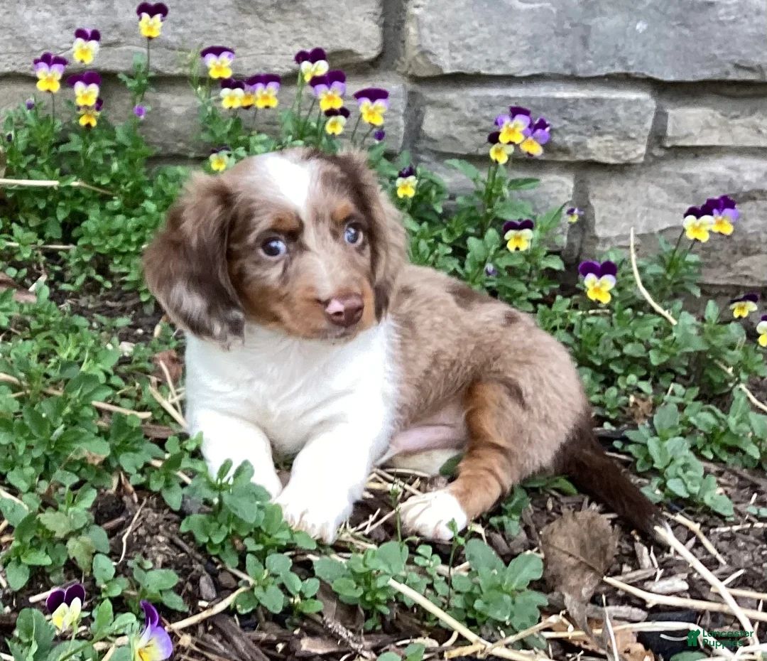 Miniature Dachshund dogs for sale: Dino special needs - Ad 1