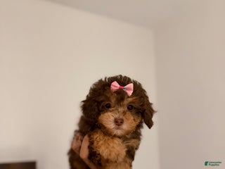 Toy Poodle dogs - Ad 7
