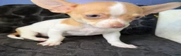 Chihuahua dogs for sale: Chihuahua Puppy 2 - Ad 8