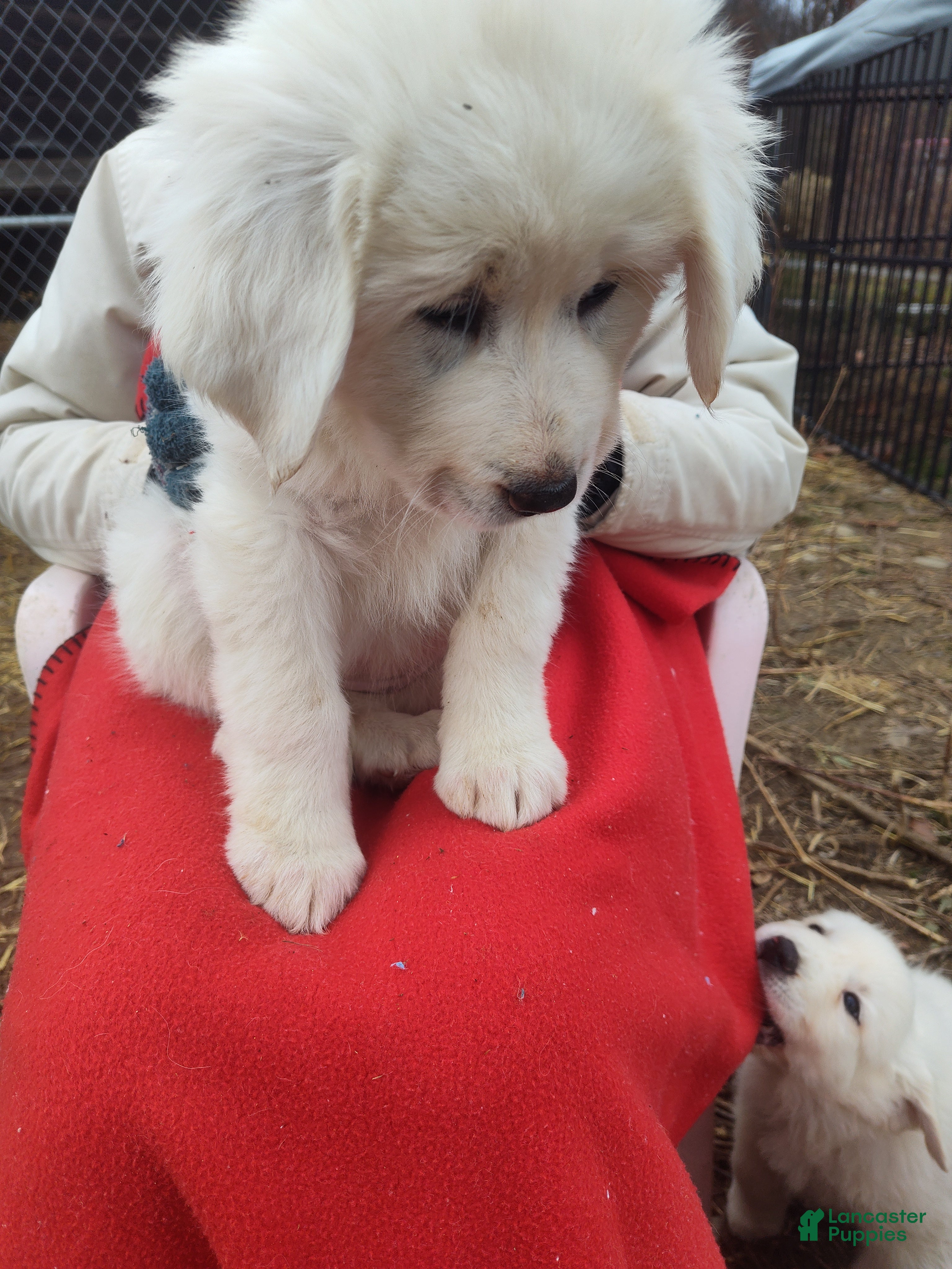 Great Pyrenees dogs Betsy - Ad 25