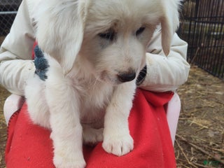 Great Pyrenees dogs Betsy - Ad 20