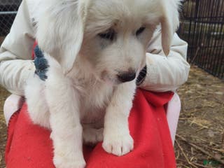 Great Pyrenees dogs Betsy - Ad 27