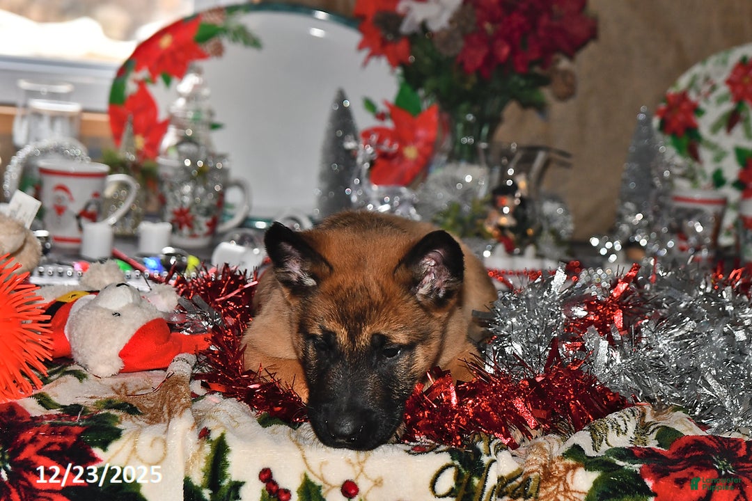 Belgian Malinois dogs for sale: Diesel - Ad 9