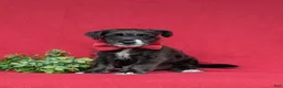 Jackapoo dogs for sale: Shawn - Ad 4
