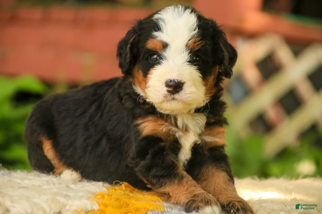 Mini Bernedoodle dogs for sale: Mooney Mini Bernedoodle  - Ad 2