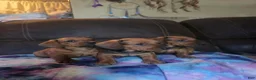 Miniature Dachshund dogs for sale: Hazel - Ad 7